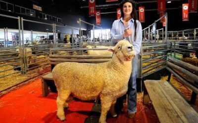 De la arena de Palermo al orgullo familiar: la historia detrás del primer ovino que hizo historia en la Rural De la arena de Palermo al orgullo familiar: la historia detrás del primer ovino que hizo historia en la Rural