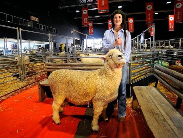 De la arena de Palermo al orgullo familiar: la historia detrás del primer ovino que hizo historia en la Rural