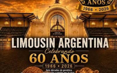 60 Años de la Raza Limousin en Argentina: La Clave Genética que Transforma la Producción de Carne de Alta Calidad