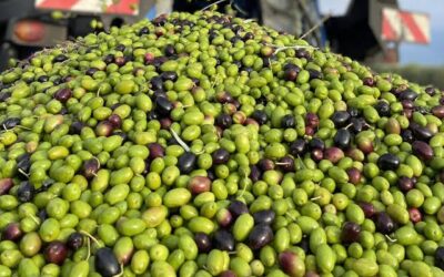 El aceite de oliva argentino tuvo una gran cosecha, pero el verdadero desafío es vender calidad, no sólo cantidad El aceite de oliva argentino tuvo una gran cosecha, pero el verdadero desafío es vender calidad, no sólo cantidad
