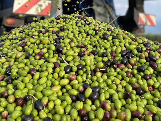 El aceite de oliva argentino tuvo una gran cosecha, pero el verdadero desafío es vender calidad, no sólo cantidad