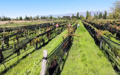 ¿A qué se va a dedicar Mendoza? Un repaso honesto sobre el futuro de su economía