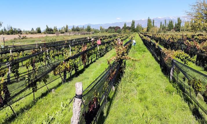¿A qué se va a dedicar Mendoza? Un repaso honesto sobre el futuro de su economía