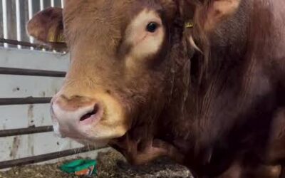 «Los de Limousin son amigos»: la frase que resume el espíritu de una raza que creció a fuerza de compañerismo «Los de Limousin son amigos»: la frase que resume el espíritu de una raza que creció a fuerza de compañerismo