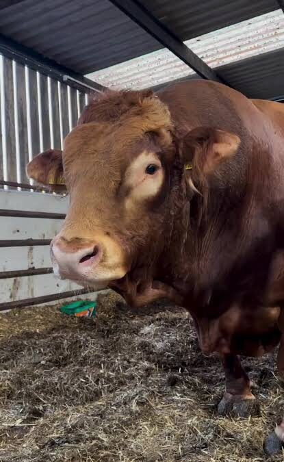«Los de Limousin son amigos»: la frase que resume el espíritu de una raza que creció a fuerza de compañerismo