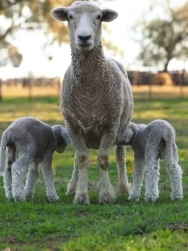 El Romney Marsh cumple 90 años y vuelve a marcar el pulso de la Rural
