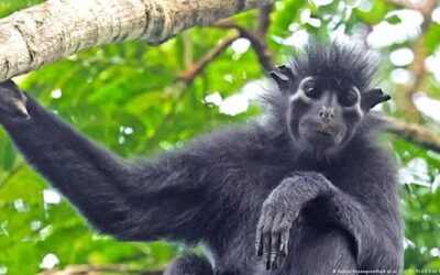 Descubren en África un mono con “cara de máscara”: piden declararlo en peligro de extinción