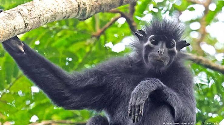 Descubren en África un mono con “cara de máscara”: piden declararlo en peligro de extinción