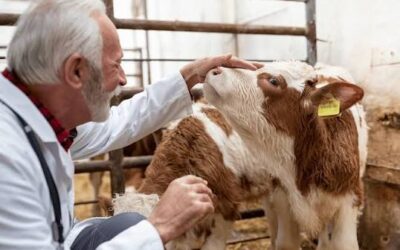 Prevenir hoy para no pagar mucho más mañana: la sanidad que define el futuro de la ganadería