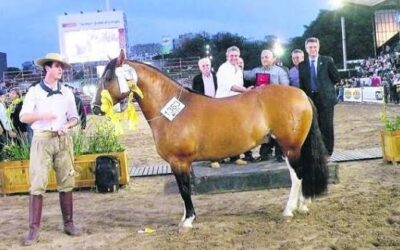 El Caballo Criollo brilla en Palermo tras su consagración internacional en Montevideo