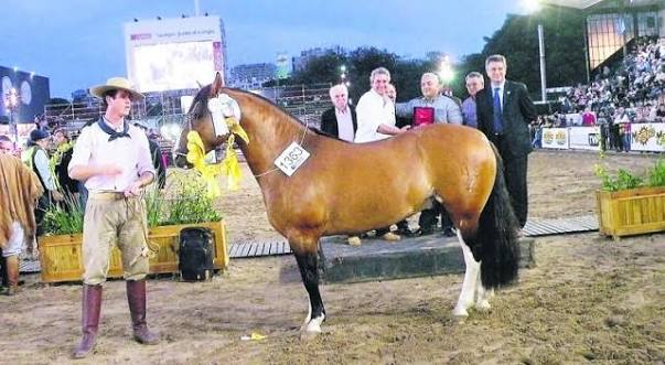 El Caballo Criollo brilla en Palermo tras su consagración internacional en Montevideo