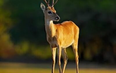 Una nueva oportunidad para el venado de las pampas: ser un Monumento Natural Nacional Una nueva oportunidad para el venado de las pampas: ser un Monumento Natural Nacional