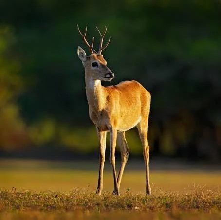 Una nueva oportunidad para el venado de las pampas: ser un Monumento Natural Nacional