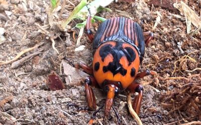 Picudo rojo de las palmeras: el SENASA estrena un geoportal con toda la información sobre esta plaga Picudo rojo de las palmeras: el SENASA estrena un geoportal con toda la información sobre esta plaga