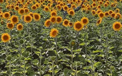 El girasol consolida un crecimiento récord global y el complejo argentino duplica sus exportaciones con molienda histórica El girasol consolida un crecimiento récord global y el complejo argentino duplica sus exportaciones con molienda histórica