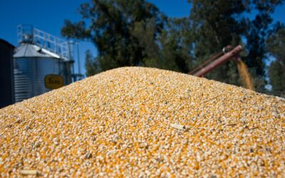 La producción de maíz marca un récord histórico con 71,5 millones de toneladas