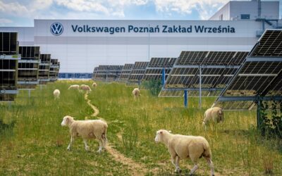 Volkswagen cambia las cortadoras de césped por 100 ovejas y el resultado sorprende a toda la industria solar Volkswagen cambia las cortadoras de césped por 100 ovejas y el resultado sorprende a toda la industria solar