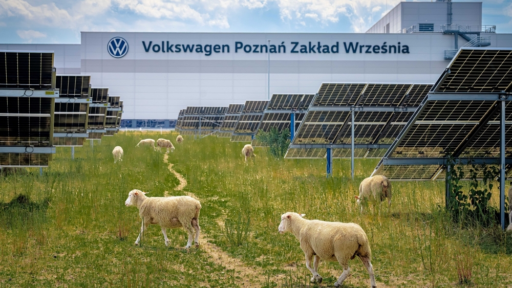 Volkswagen cambia las cortadoras de césped por 100 ovejas y el resultado sorprende a toda la industria solar