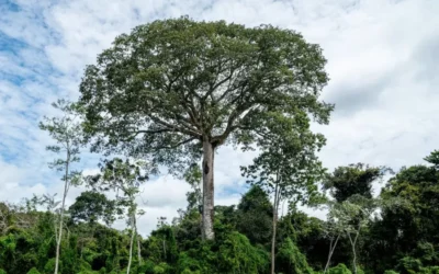 El gigante escondido de la selva: así es el árbol más alto del Amazonas, protegido tras años de expediciones fallidas El gigante escondido de la selva: así es el árbol más alto del Amazonas, protegido tras años de expediciones fallidas