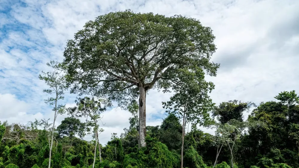 El gigante escondido de la selva: así es el árbol más alto del Amazonas, protegido tras años de expediciones fallidas