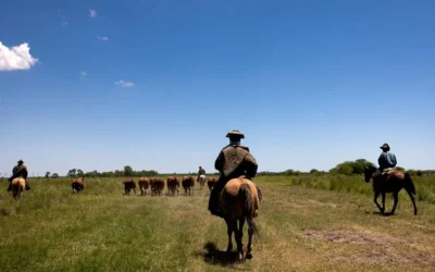 El despertar de Formosa: cómo la tecnología y la inversión están transformando el campo norteño El despertar de Formosa: cómo la tecnología y la inversión están transformando el campo norteño