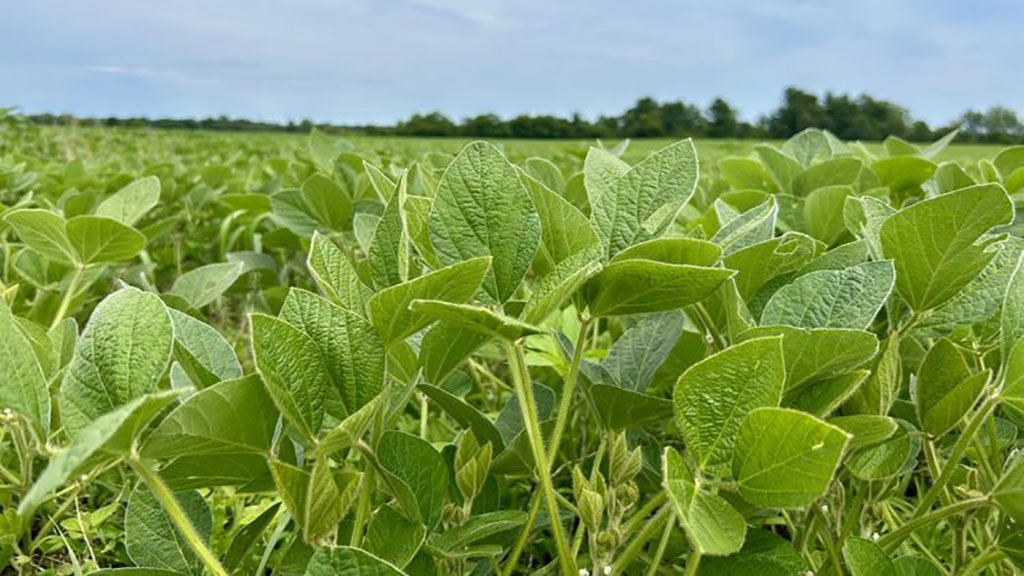 La soja se quedó sin variedad: décadas de elegir siempre a los mejores genes agotaron la diversidad del cultivo