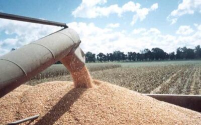 Granos: escenario global de alta volatilidad que condiciona las decisiones comerciales en Argentina Granos: escenario global de alta volatilidad que condiciona las decisiones comerciales en Argentina