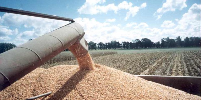 Granos: escenario global de alta volatilidad que condiciona las decisiones comerciales en Argentina