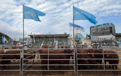 El IPCVA convirtió a la Carne Argentina en uno de los grandes protagonistas de La Rural 2026 El IPCVA convirtió a la Carne Argentina en uno de los grandes protagonistas de La Rural 2026