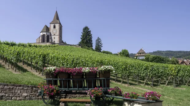 La ruta del vino de Alsacia: un recorrido de cuento entre viñedos, castillos y pueblos con siglos de historia