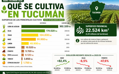 El mapa del campo tucumano: cómo se dividen las hectáreas entre los cultivos gigantes y la gran revancha del maíz
