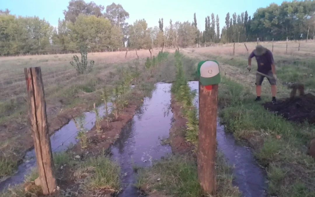 Cáñamo patagónico: la cooperativa de Río Negro que construye el futuro con paredes verdes