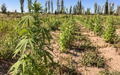 Peñas Blancas, el paraje rural de la Patagonia donde crece el sueño cooperativo y el cáñamo industrial para la bioconstrucción Peñas Blancas, el paraje rural de la Patagonia donde crece el sueño cooperativo y el cáñamo industrial para la bioconstrucción