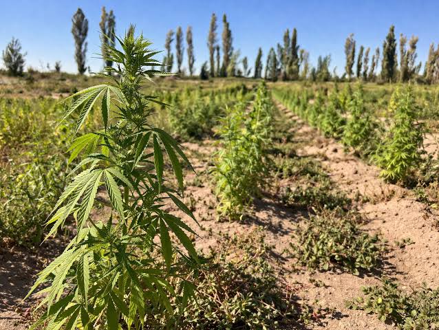Peñas Blancas, el paraje rural de la Patagonia donde crece el sueño cooperativo y el cáñamo industrial para la bioconstrucción