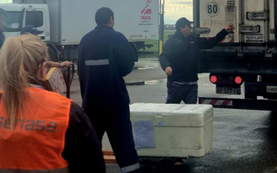 Hito histórico en Rosario: el Aeropuerto Islas Malvinas recibe su primera importación internacional de alimentos Hito histórico en Rosario: el Aeropuerto Islas Malvinas recibe su primera importación internacional de alimentos