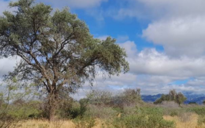 ¿Qué pasa en el bosque tras la eliminación de arbustos? Un estudio revela la insospechada respuesta de la vegetación ¿Qué pasa en el bosque tras la eliminación de arbustos? Un estudio revela la insospechada respuesta de la vegetación