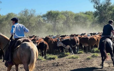 La nueva era de la ganadería argentina: por qué los datos y la información estratégica son la clave para defender la rentabilidad del campo
