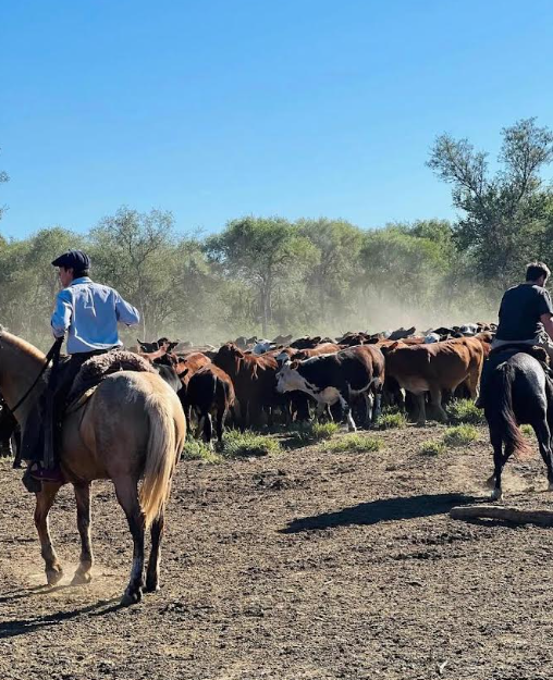 La nueva era de la ganadería argentina: por qué los datos y la información estratégica son la clave para defender la rentabilidad del campo