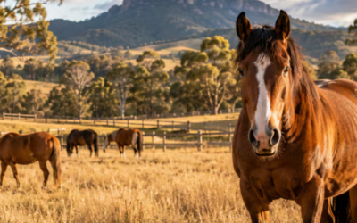 Australia abre una imperdible búsqueda de voluntarios para cuidar caballos en 2027 Australia abre una imperdible búsqueda de voluntarios para cuidar caballos en 2027