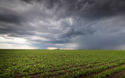 Se esperan lluvias escasas, heladas generales y marcada oscilación térmica según la Bolsa de Cereales Se esperan lluvias escasas, heladas generales y marcada oscilación térmica según la Bolsa de Cereales