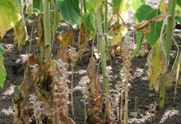 Jopo del girasol: Acciones para prevenir el ingreso de esta maleza ausente en la República Argentina Jopo del girasol: Acciones para prevenir el ingreso de esta maleza ausente en la República Argentina