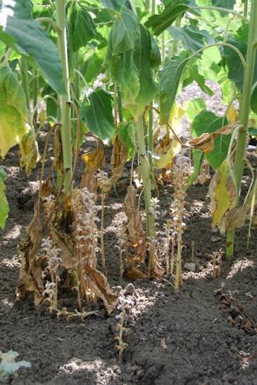 Jopo del girasol: Acciones para prevenir el ingreso de esta maleza ausente en la República Argentina