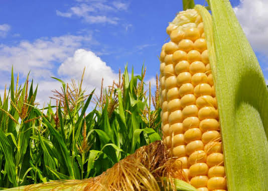 Estabilidad en la superficie agrícola: proyectan 8,4 millones de hectáreas para la siembra de maíz