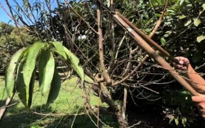 Llegó el momento de podar los frutales y éstas son las ramas que hay que mirar según Anabel Didlaukis Llegó el momento de podar los frutales y éstas son las ramas que hay que mirar según Anabel Didlaukis