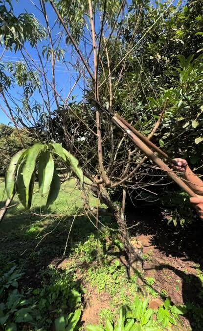 Llegó el momento de podar los frutales y éstas son las ramas que hay que mirar según Anabel Didlaukis