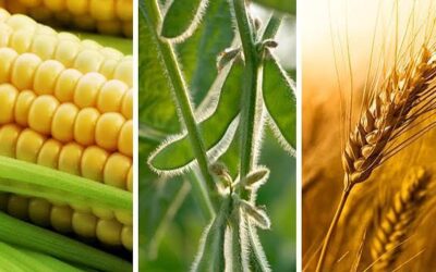 Trigo, soja y maíz: El impactante paradigma agrícola que define la nueva campaña argentina Trigo, soja y maíz: El impactante paradigma agrícola que define la nueva campaña argentina