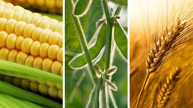 Trigo, soja y maíz: El impactante paradigma agrícola que define la nueva campaña argentina