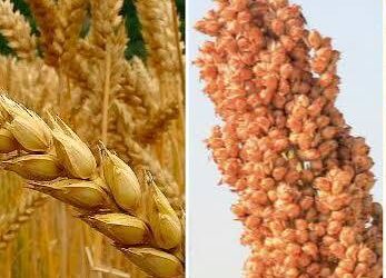 Terminó la siembra de trigo a nivel nacional y finalizó la cosecha de sorgo