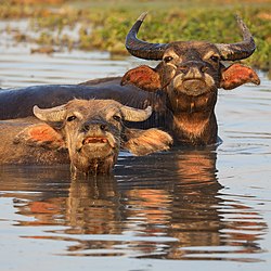 El búfalo de agua se consolida como el nuevo ‘oro negro’ que revoluciona la productividad en los campos bajos de Corrientes