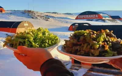 Una bióloga de La Plata cultiva verduras frescas en plena Antártida y maravilla a todos